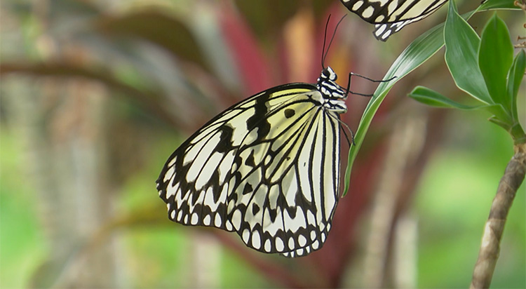 ハブラギンという名は蝶や蛾を表すハブラ（ハベラ）から来ている